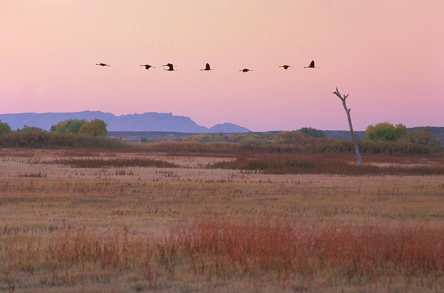Sandhill Cranes, Wildlife Refuge, Nm #1 Digital Art by Heeb Photos