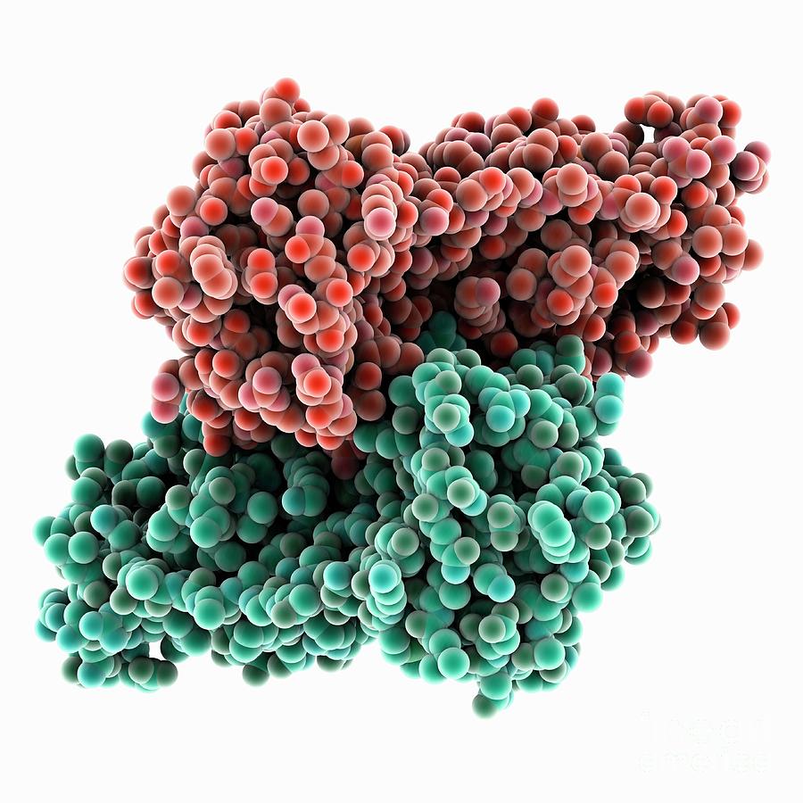 Sars-cov-2 3cl Protease #1 by Laguna Design / Science Photo Library