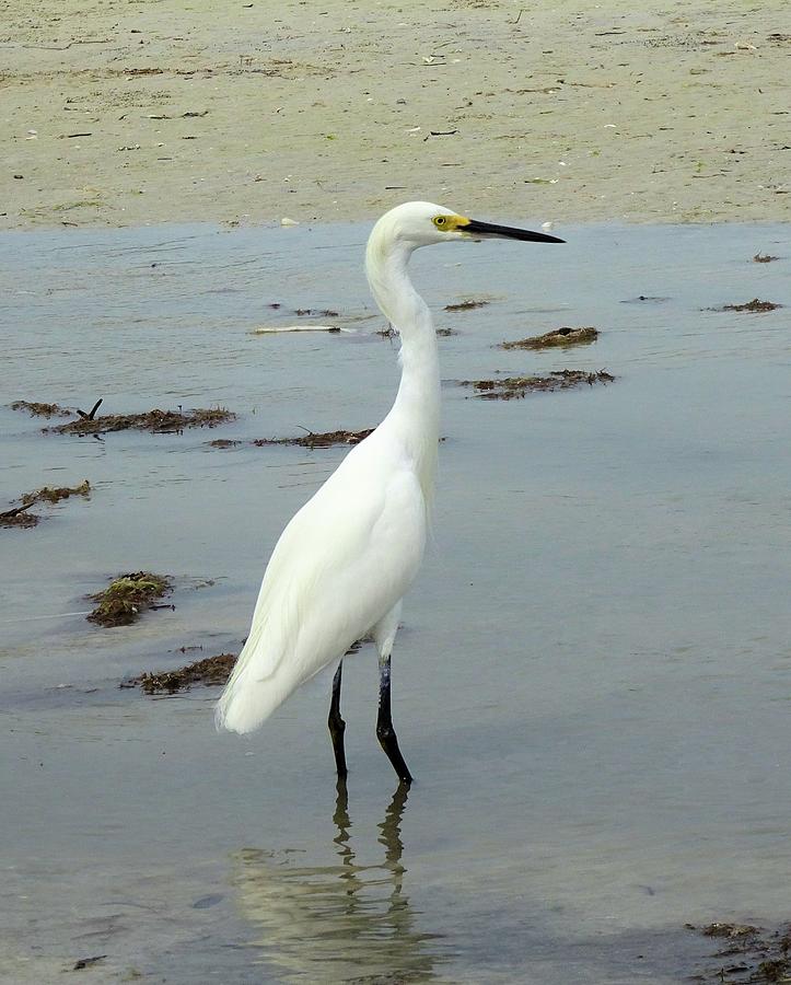 Snowy Egret #2 Photograph by Karen Stansberry