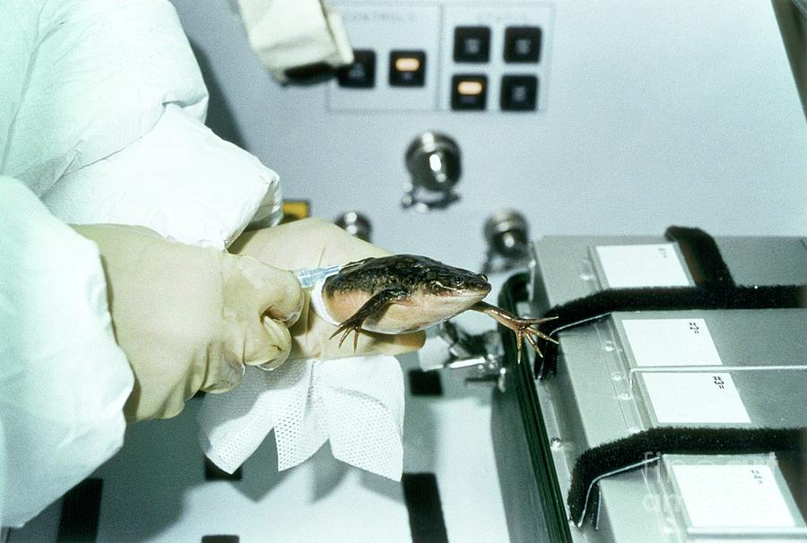 Spacelab-j Frog Experiment #1 by Nasa / Science Photo Library
