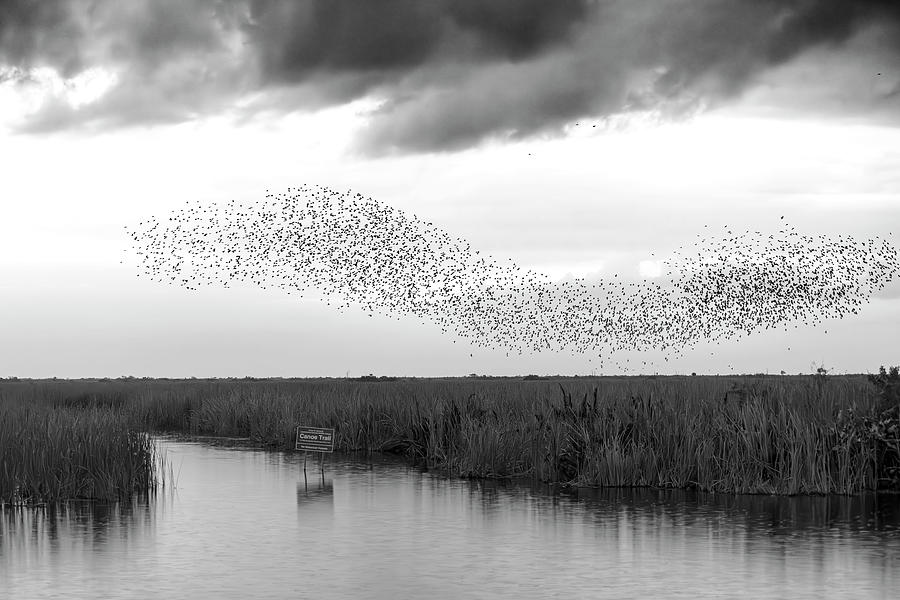 Starlings Murmuring Over The Everglades #1 Digital Art by Laura Diez