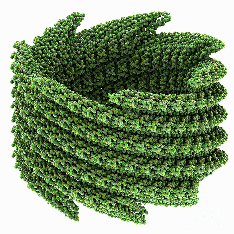 Sulfolobus Monocaudavirus Smv1 Capsid #1 by Laguna Design