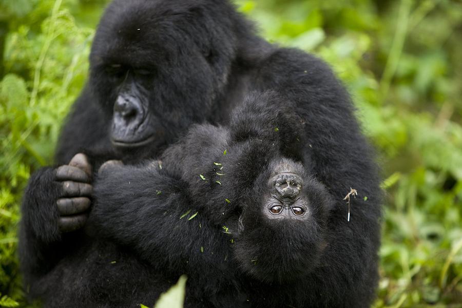 The Rangers Of Virunga National Park #1 by Brent Stirton