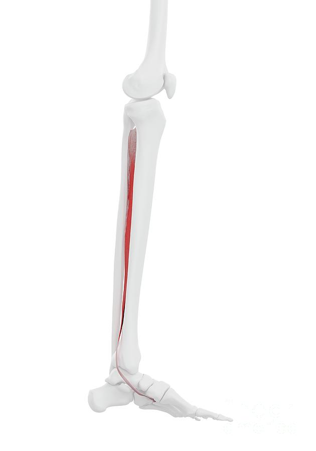Sebastian Tibia Tibialis Posterior Muscle #1 by 3Dmedisphere / Science Photo Library