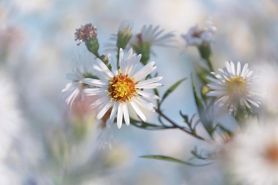 Touches 4 Photograph by Jaroslav Buna