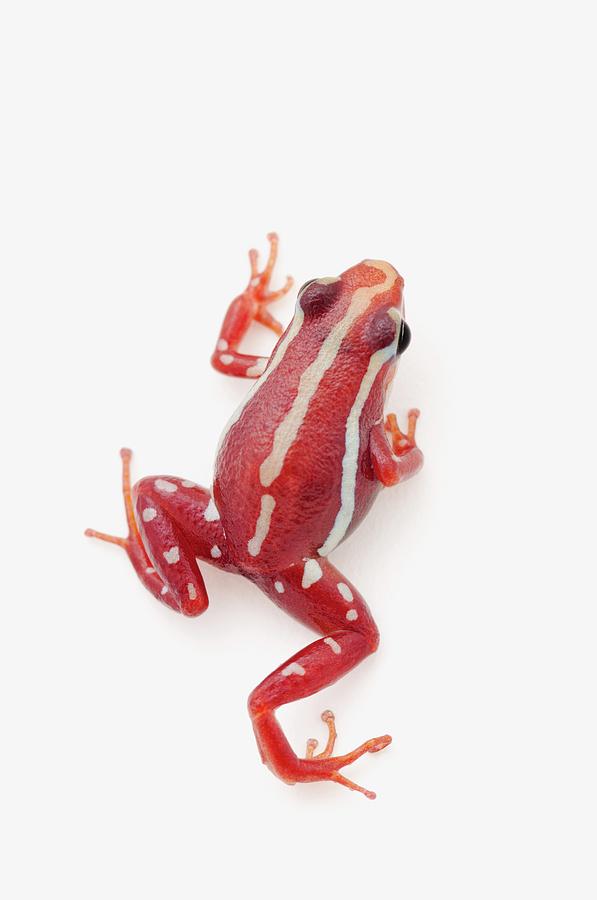White-striped Poison Dart Frog #1 by Design Pics corey Hochachka
