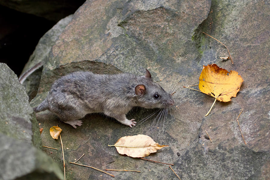 Woodrat Neotoma Allegheny Woodrat Neotoma Magister #10 by David Kenny