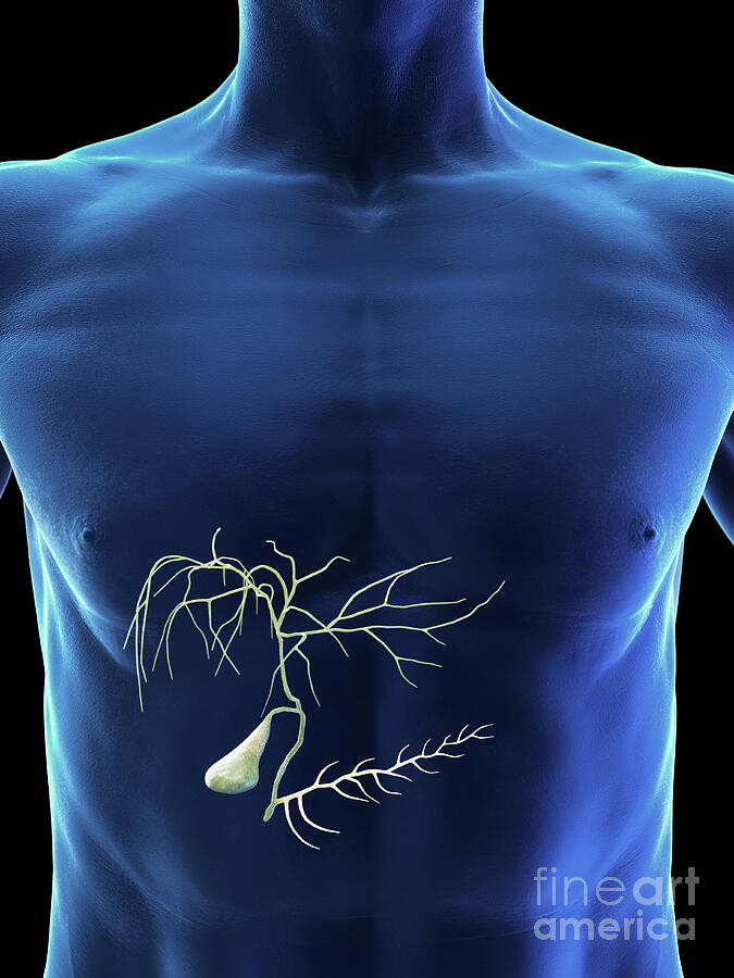 Male Gallbladder #10 by 3Dmedisphere / Science Photo Library