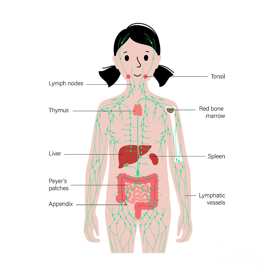 Lymphatic System And Organs #11 by Pikovit / Science Photo Library