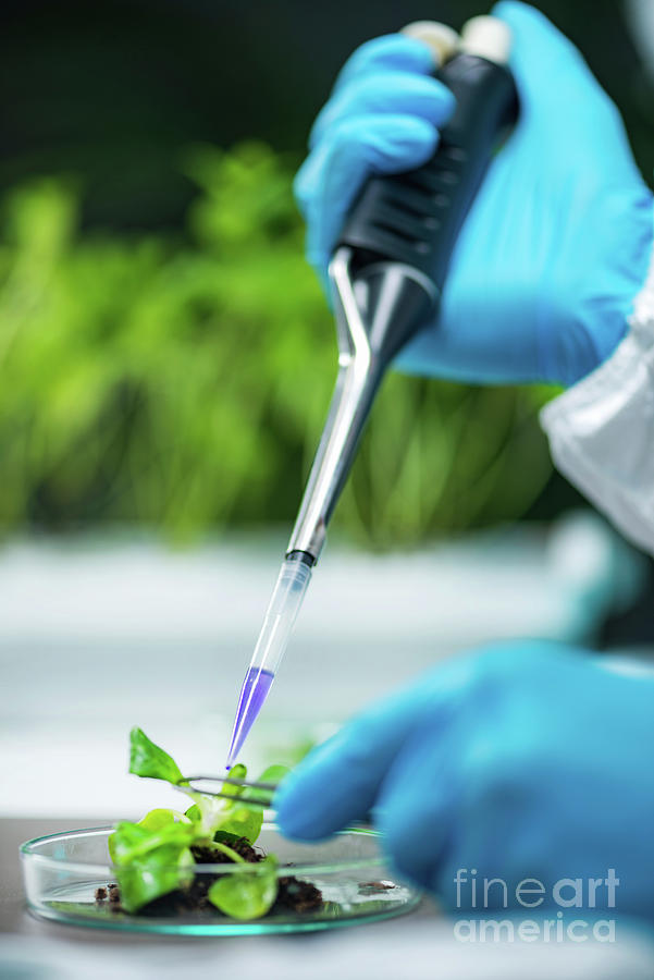 Botanical Research #12 by Microgen Images / Science Photo Library