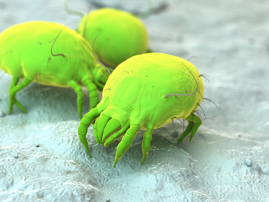 Dust Science Dust Mites #12 by 3Dmedisphere / Science Photo Library