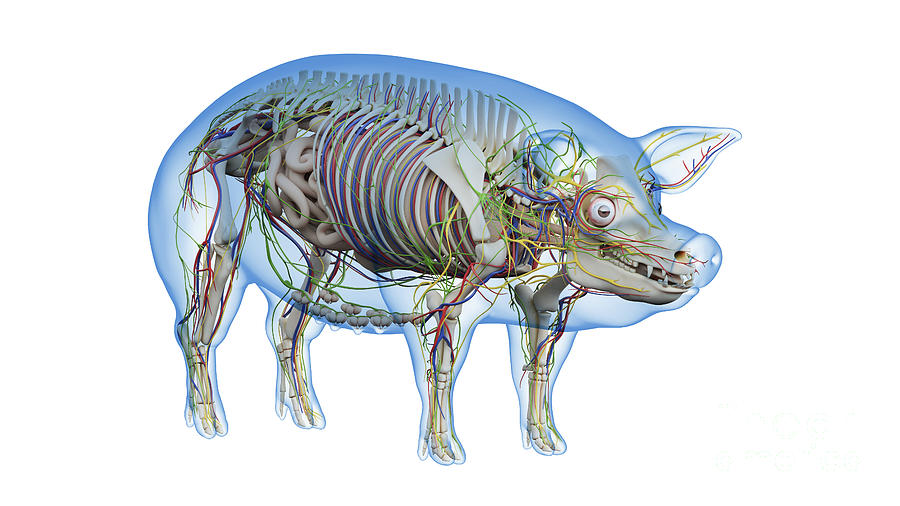 Pig Anatomy #12 by 3Dmedisphere / Science Photo Library