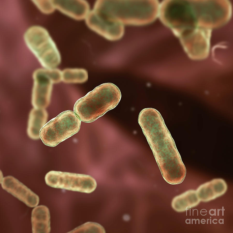 Bacteroides Sp. Bacteria #13 by Kateryna Kon / Science Photo Library