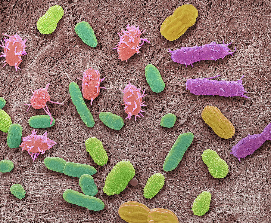 Science Photo Library Bacterias Faecal Bacteria #17 by Steve Gschmeissner / Science Photo Library