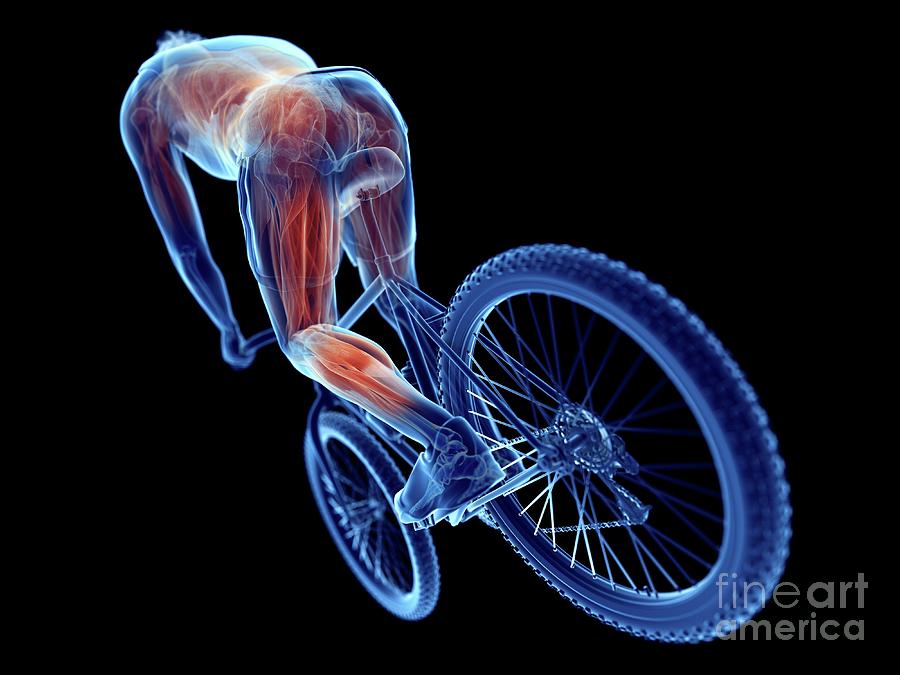Illustration Of A Cyclist's Muscles #17 by 3Dmedisphere / Science Photo ...