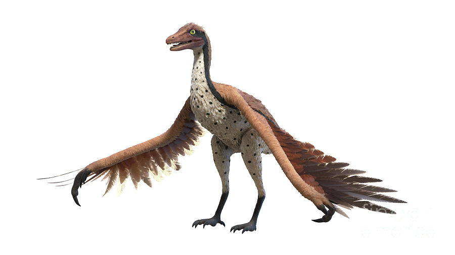 Archaeopteryx #2 by 3Dmedisphere / Science Photo Library