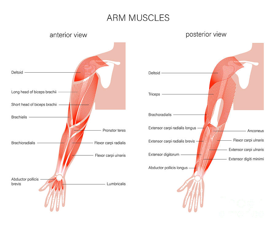 Arm Anatomy #2 by Pikovit / Science Photo Library