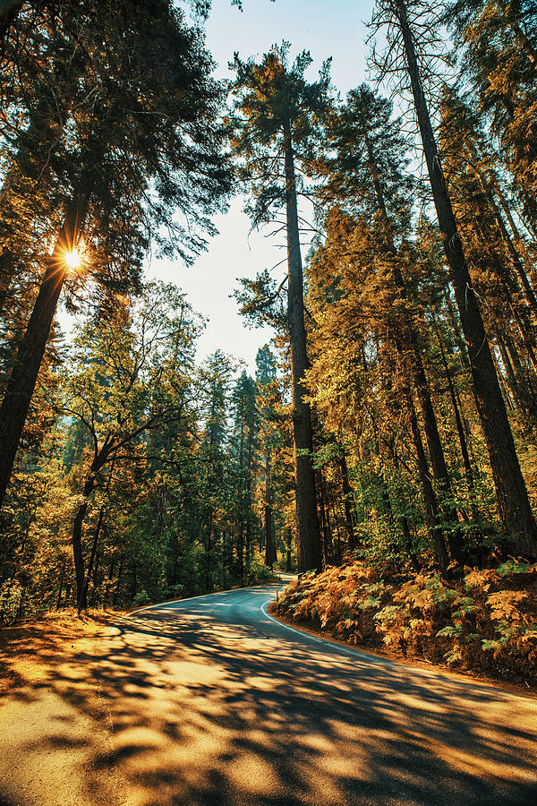 Sequoia Trees in Sunlit Forest Digital Art - California, Sequoia National Park, Sequoia Trees #2 by Claudia Uripos
