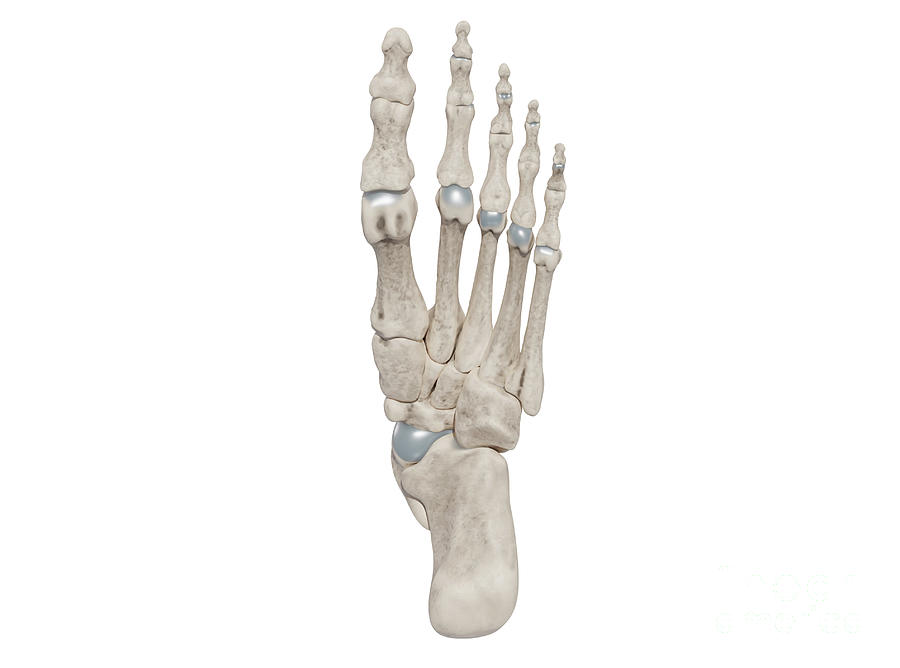 Foot Bones #2 by Medical Graphics / Michael Hoffmann / Science Photo ...