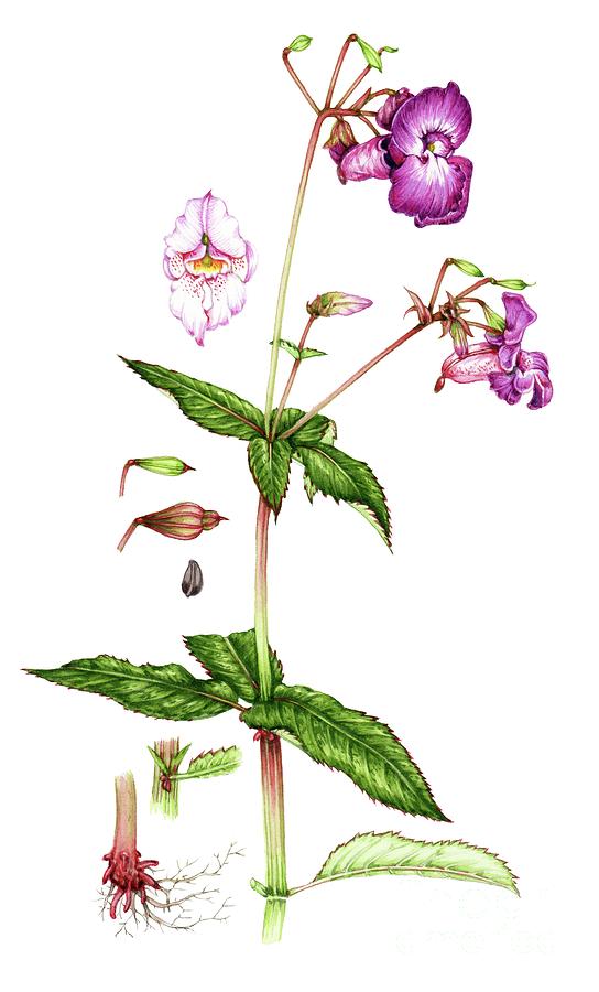 Himalayan Balsam (impatiens Glandulifera) #2 by Lizzie Harper / Science  Photo Library