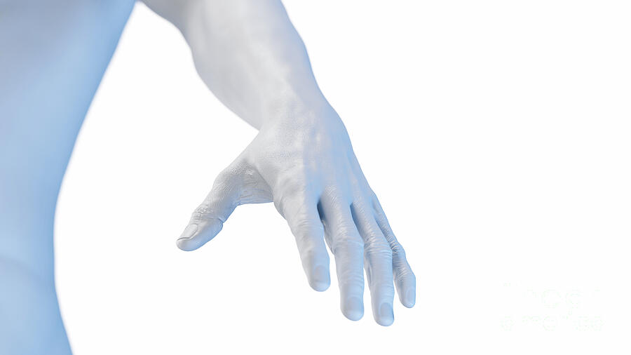 Humans Hannds Human Hand #2 by 3Dmedisphere / Science Photo Library