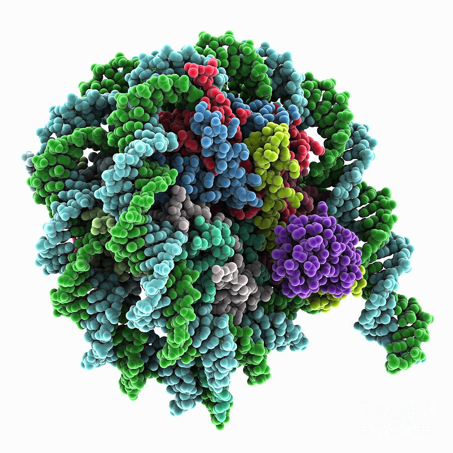 Nucleosome Complexed With Dnmt3a #2 by Laguna Design / Science Photo ...
