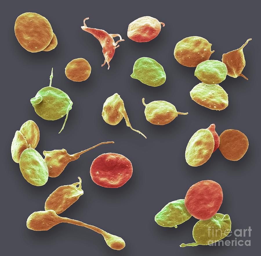 Platelets #2 by Steve Gschmeissner / Science Photo Library