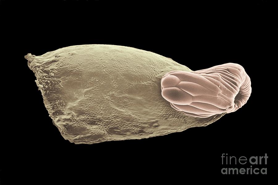 Seed Dispersal By Ants #2 by Dr Jeremy Burgess / Science Photo Library