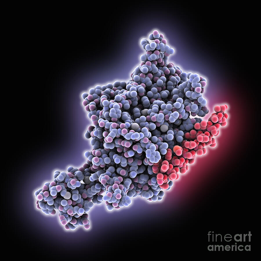 Sit1 Transporter Complexed With Ace2 #2 by Laguna Design / Science ...