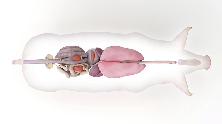 Pig Anatomy #21 by 3Dmedisphere / Science Photo Library