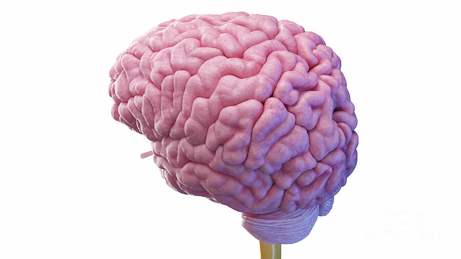 Human Brain #214 by 3Dmedisphere / Science Photo Library