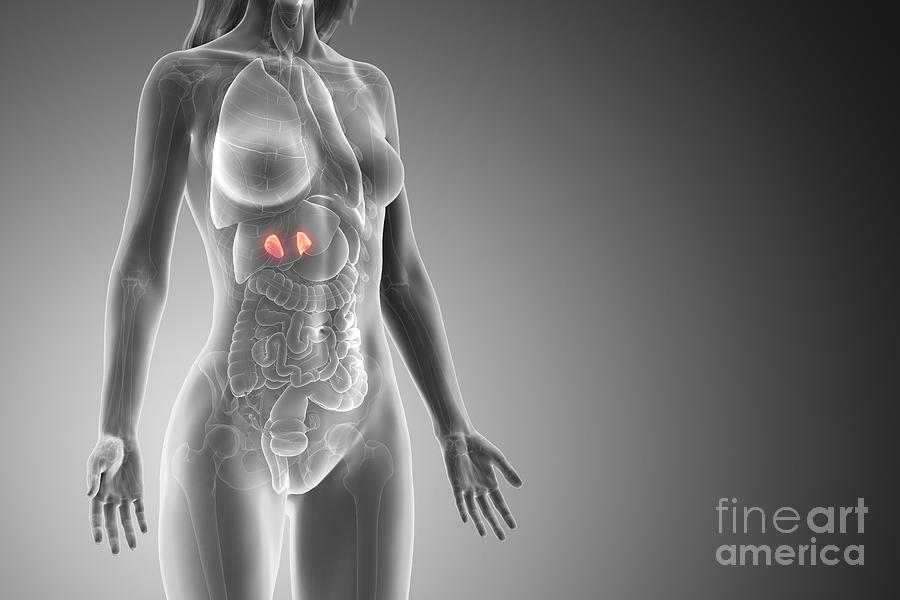 Adrenagons Adrenal Glands #24 by 3Dmedisphere / Science Photo Library