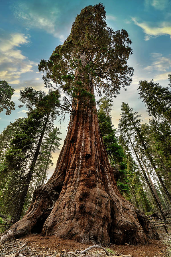 Majestic Sequoia Trees in California Digital Art - California, Sequoia National Park, Sequoia Trees #3 by Claudia Uripos