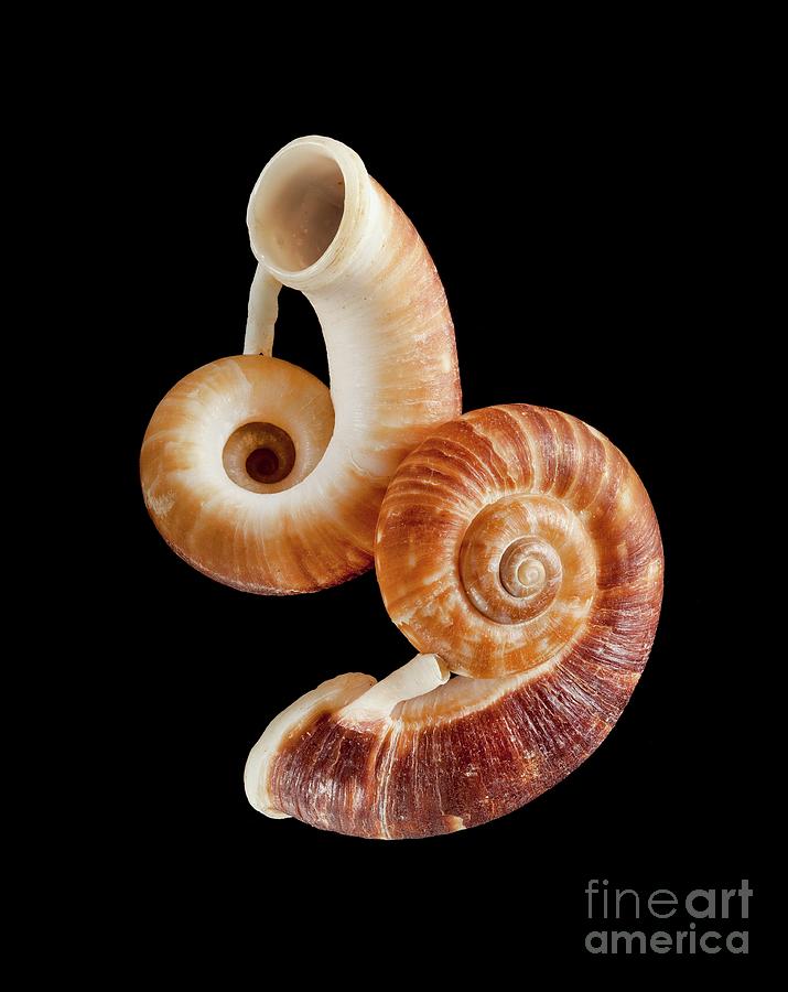 H Shell Science Rhiostoma Land Snail Shells #3 by