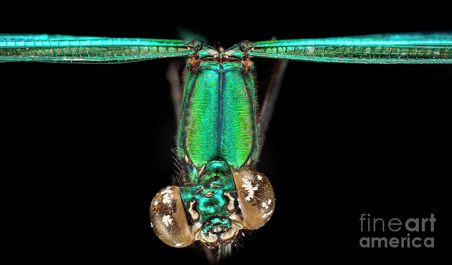 Stream Glory Damselfly #3 by "Natural History Museum, London / Science ...