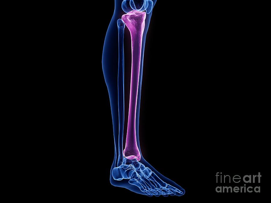 Sebastian Tibia Tibia Bone #3 by 3Dmedisphere / Science Photo Library
