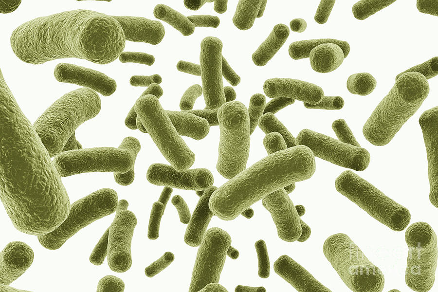 Science Photo Library Bacterias Bacteria #4 by Jesper Klausen / Science Photo Library