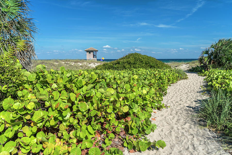 Beach #4 Digital Art by Laura Zeid