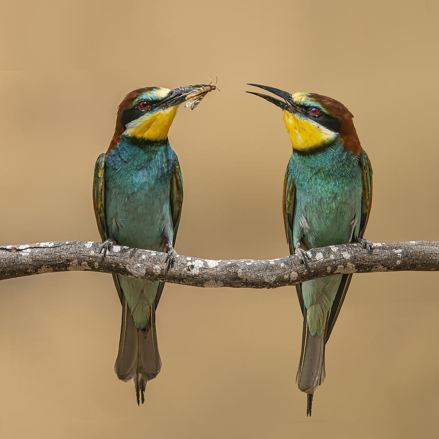 Bee-eaters #4 by Boris Lichtman
