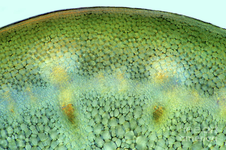 Broccoli #4 by Marek Mis / Science Photo Library