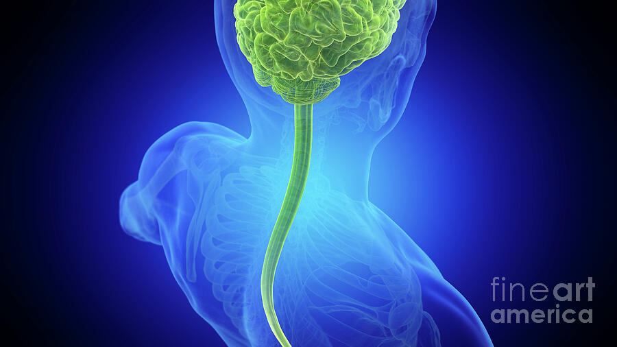Posterior View Of The Brain And Spinal Cord #4 by 3Dmedisphere ...