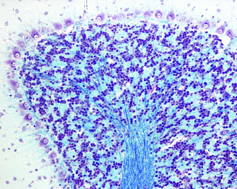 Cerebellar Cortex #5 by Jose Calvo / Science Photo Library