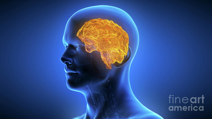 Degenerated Human Brain #5 by 3Dmedisphere / Science Photo Library