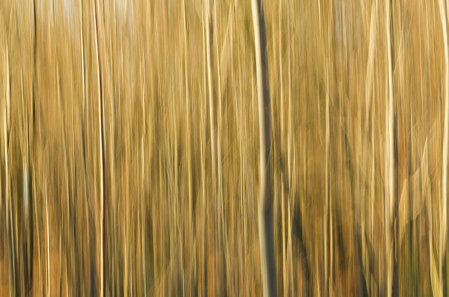 Fall Colors - Abstract Nature #6 Photograph by Shankar Adiseshan
