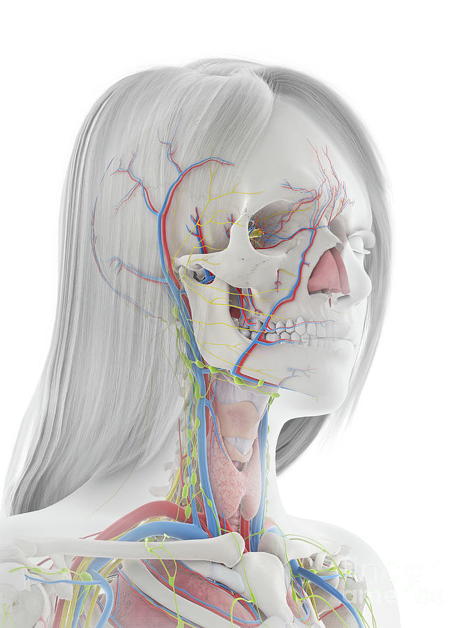 Human Def Human Anatomy #55 by 3Dmedisphere / Science Photo Library