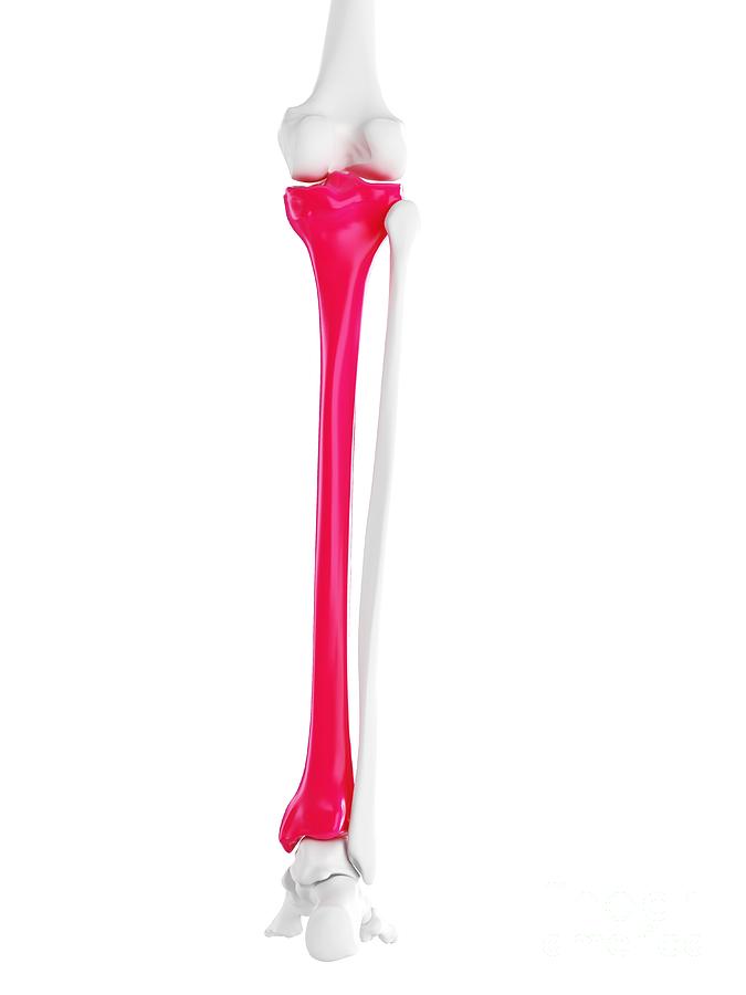 Sebastian Tibia Tibia Bone #6 by 3Dmedisphere / Science Photo Library
