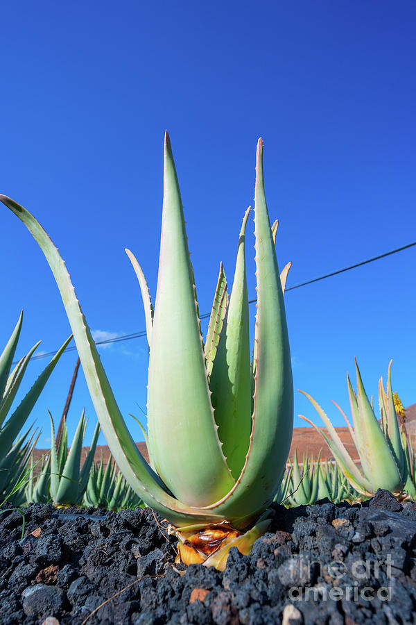 soorten aloe vera Aloe vera main image 1