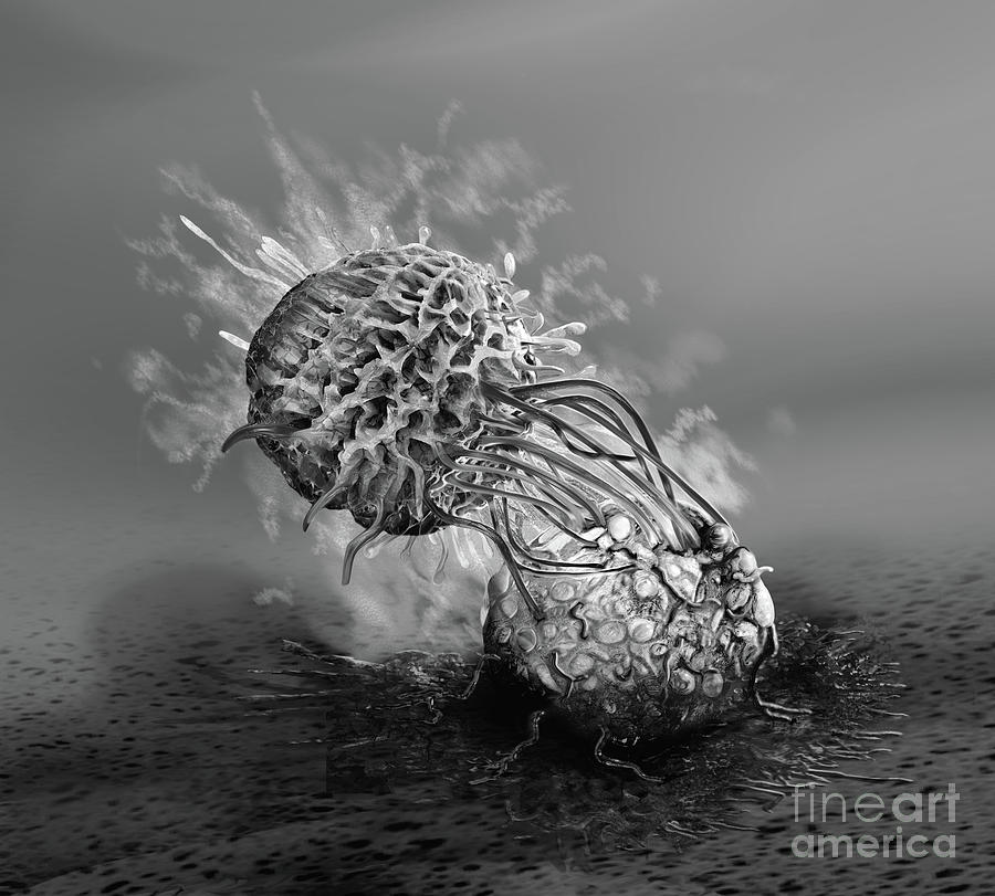 Natural Killer Cell Attacking A Cancer Cell #7 by Keith Chambers ...