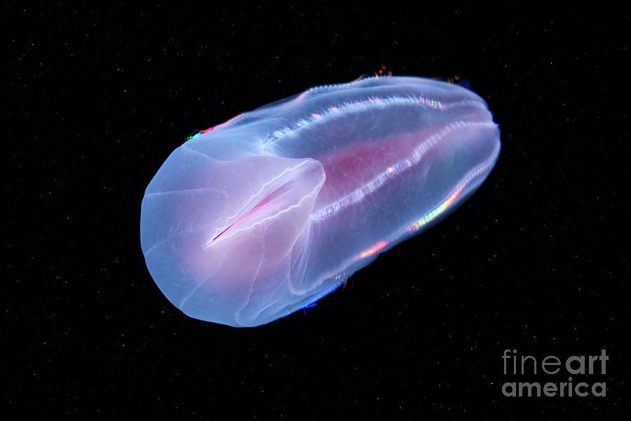 Beroe Comb Jelly #8 by Alexander Semenov / Science Photo Library