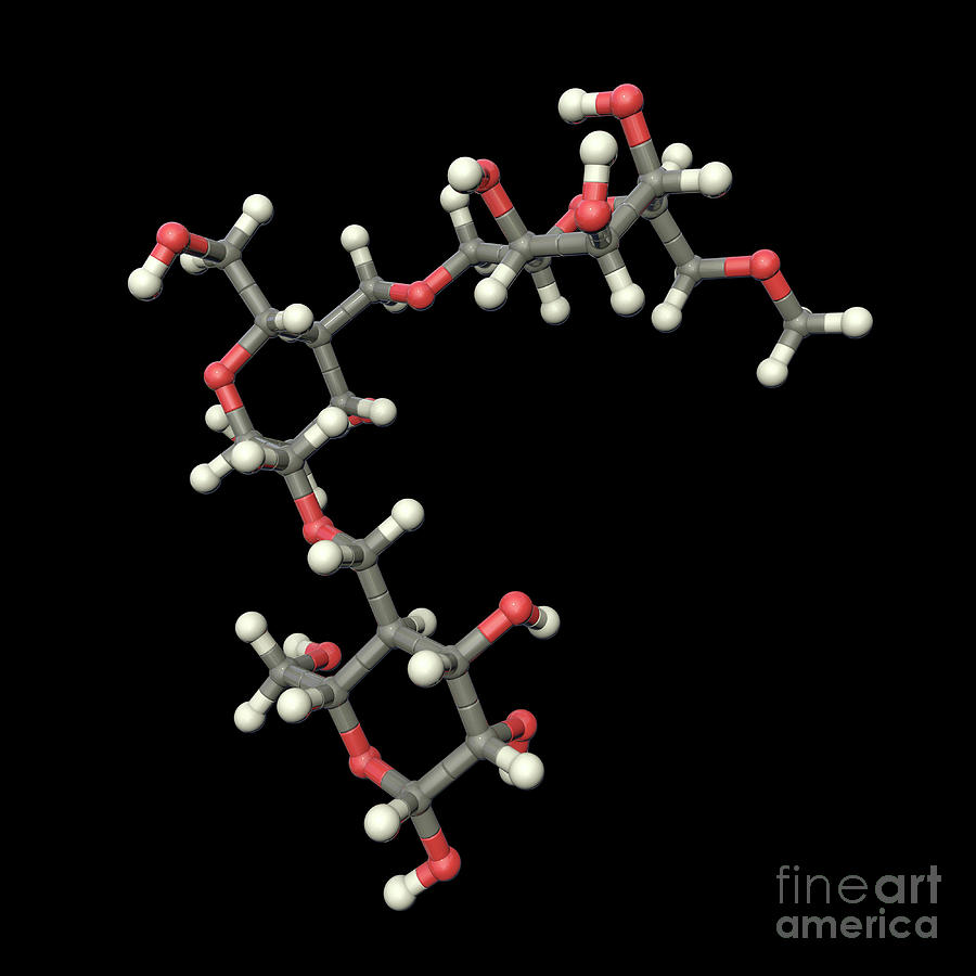 Pullan Structure Pullulan Molecule #8 by Kateryna Kon / Science Photo Library